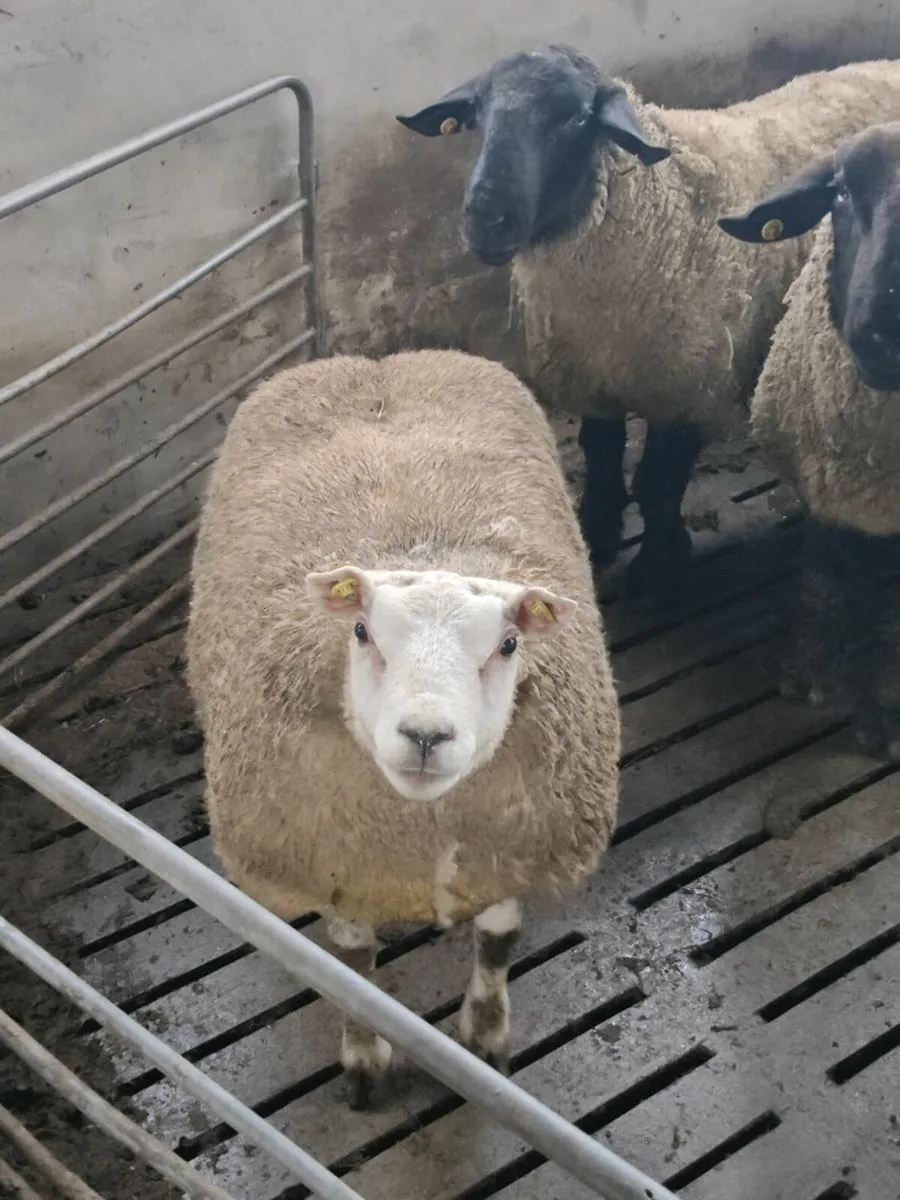 In lamb triplets (mid March lambing) - Image 4