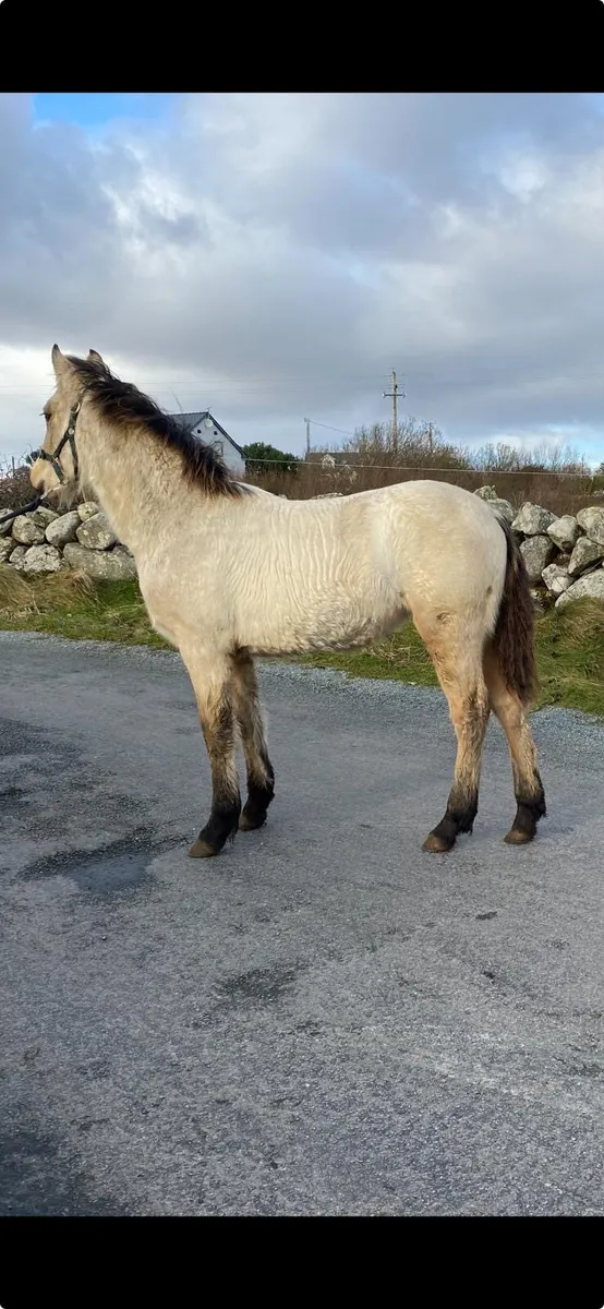Dun  Connemara filly - Image 1