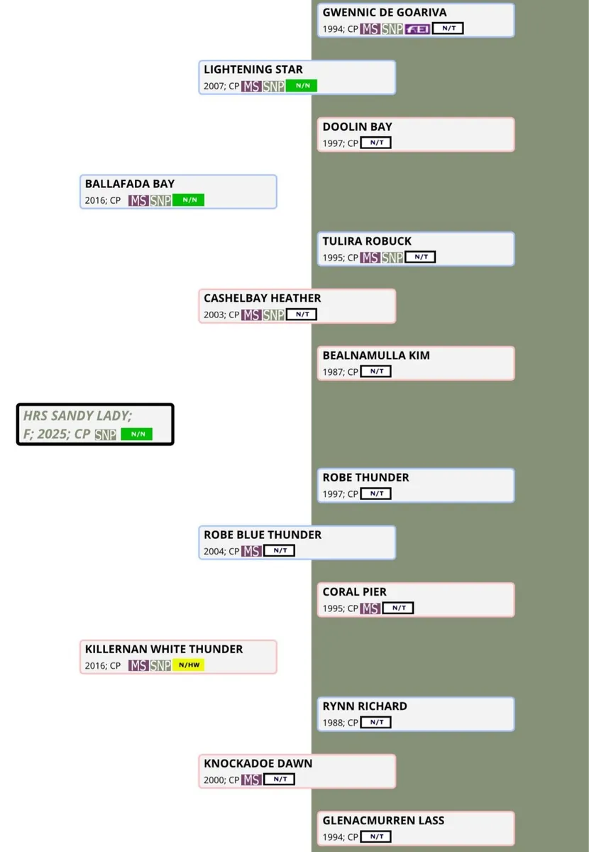 Dun  Connemara filly - Image 2