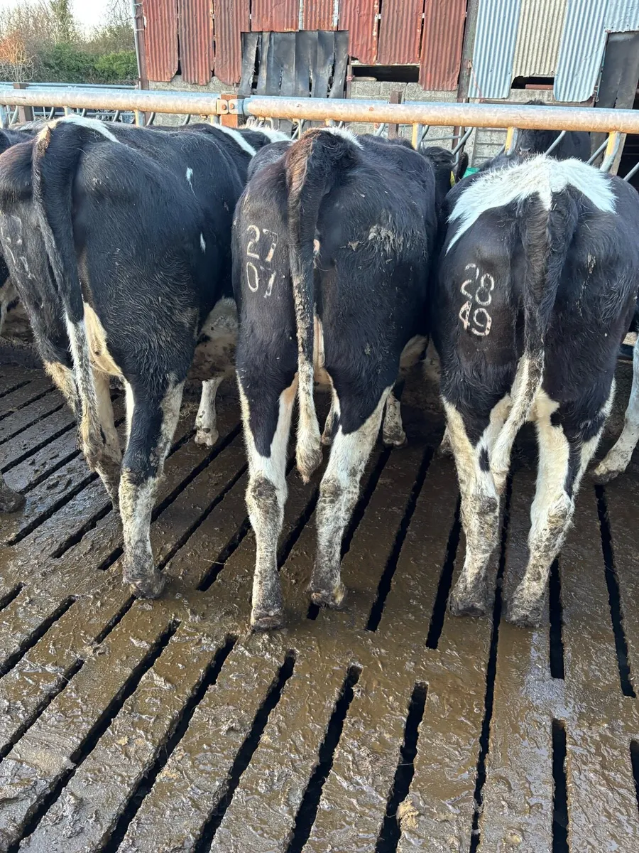 18 Springing Heifers - Image 2