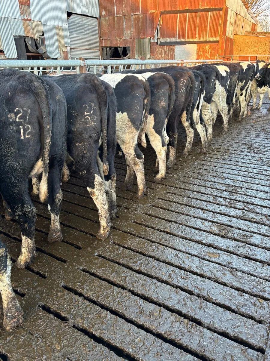 18 Springing Heifers - Image 1