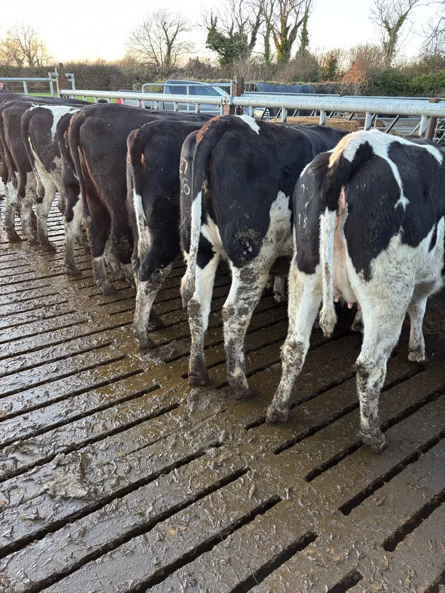 18 Springing Heifers - Image 3