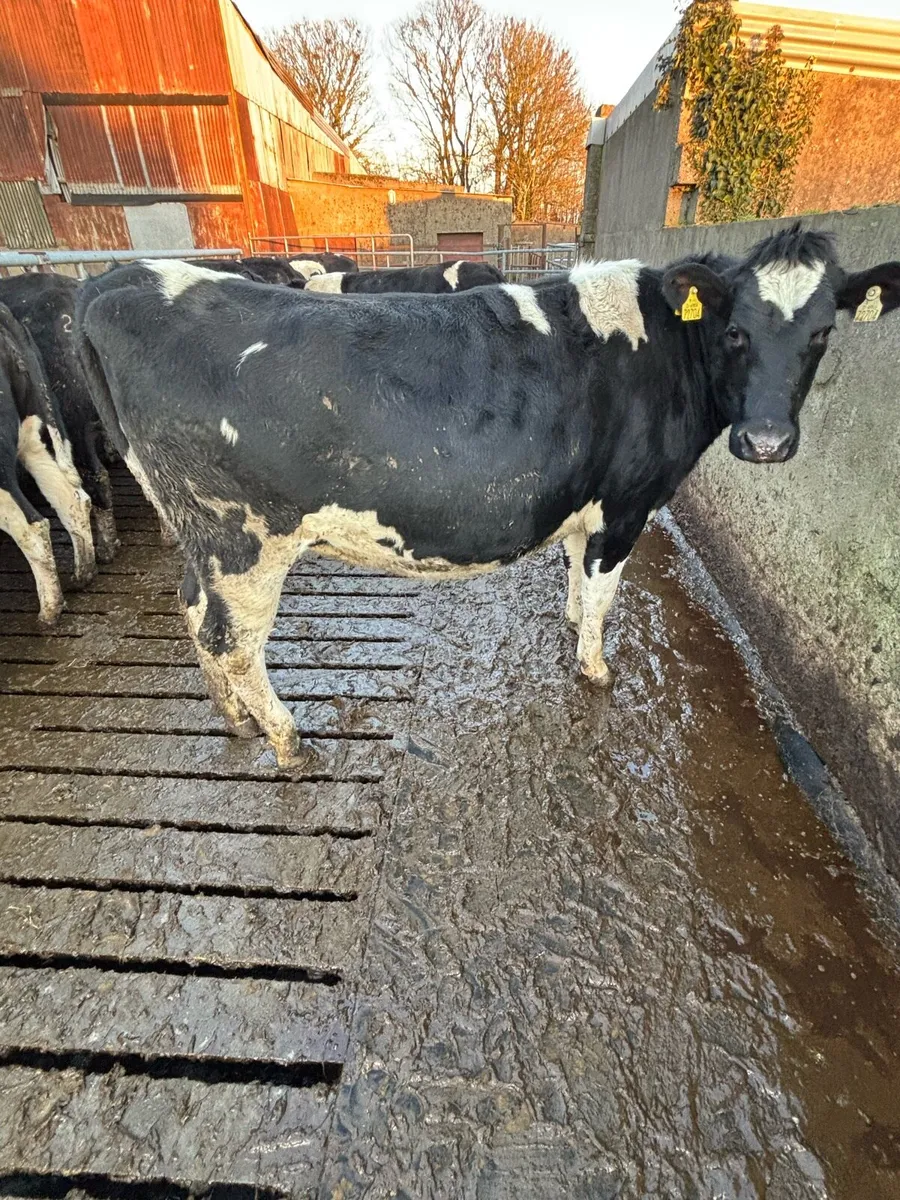 18 Springing Heifers - Image 4