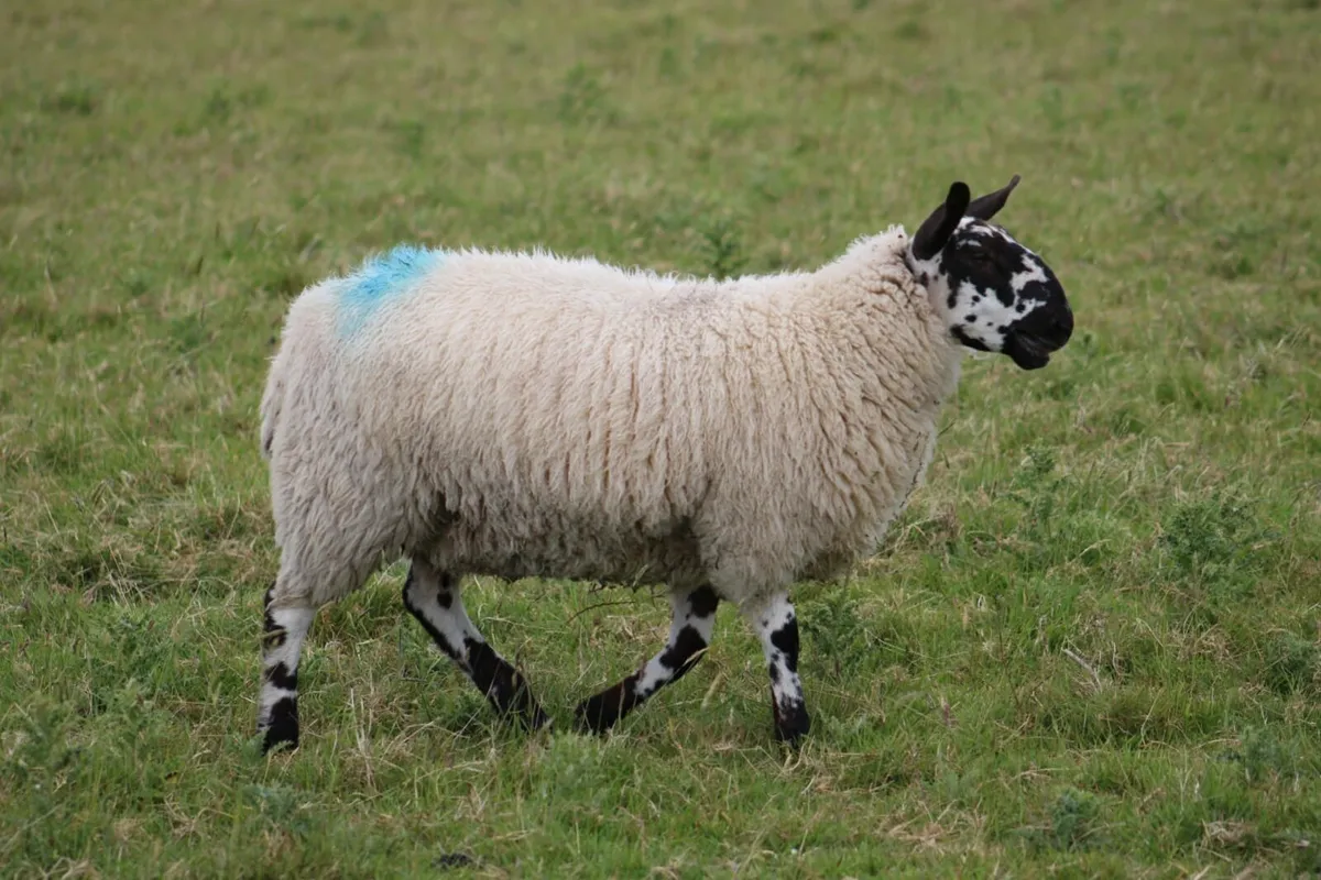 Wanted Milford ewe lambs - Image 1