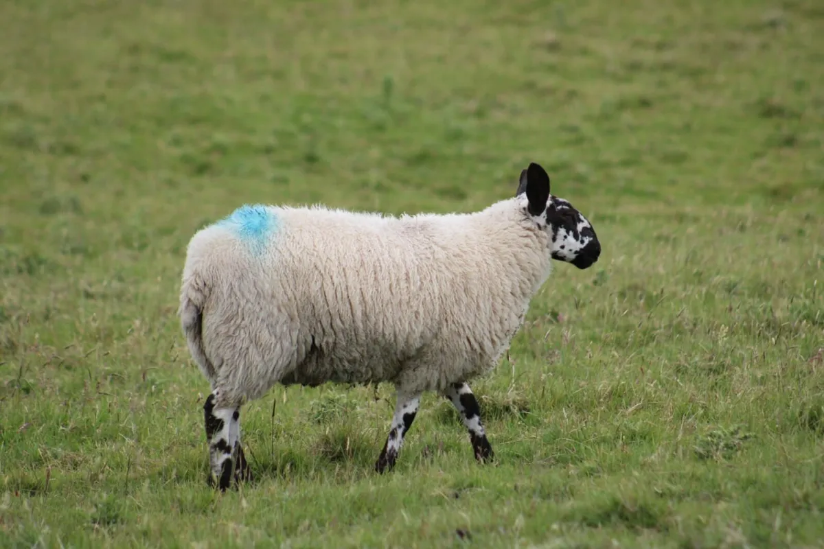 Wanted Milford ewe lambs - Image 2