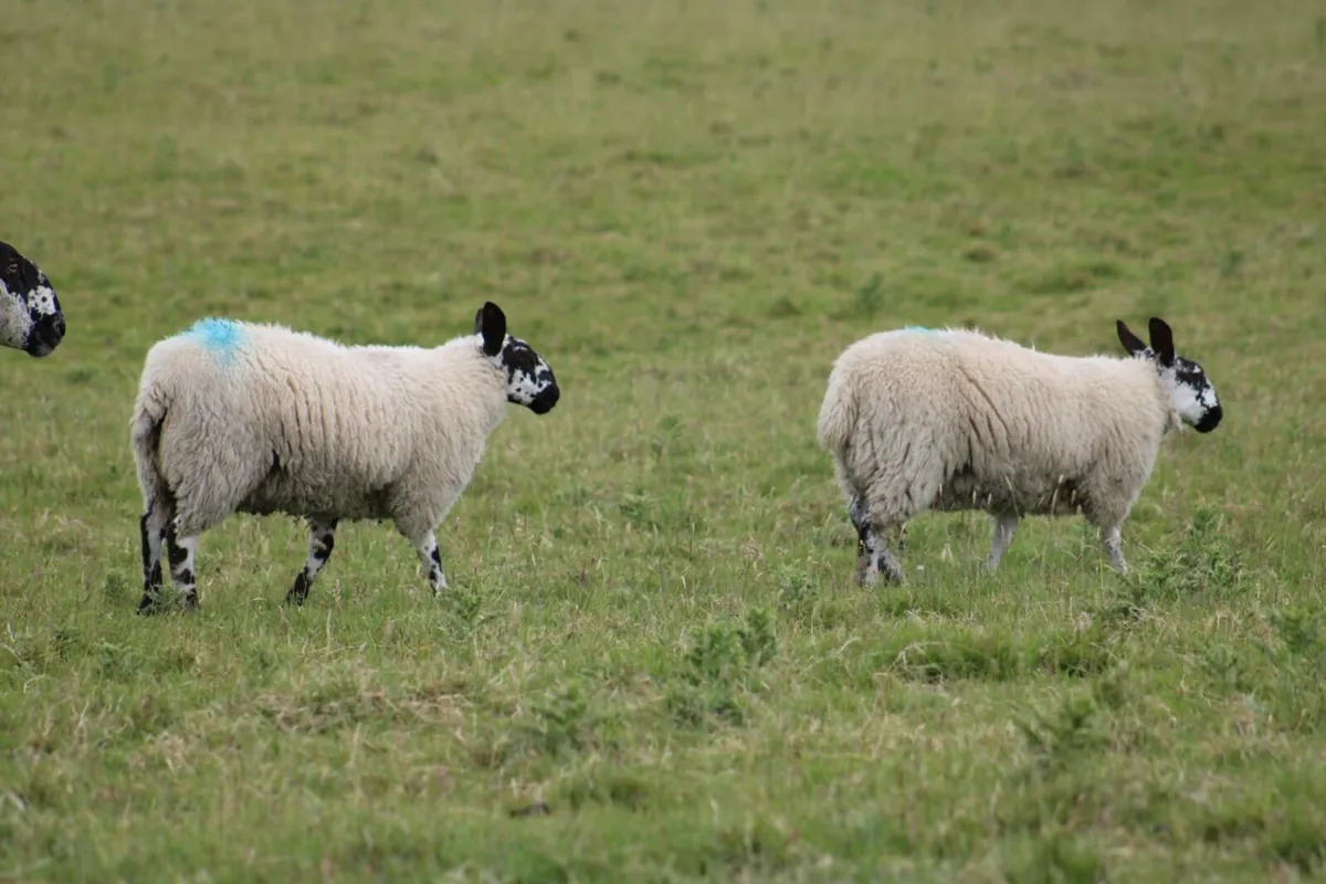 Wanted Milford ewe lambs - Image 3