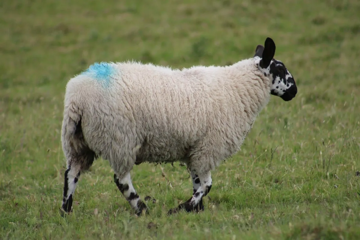 Wanted Milford ewe lambs - Image 4