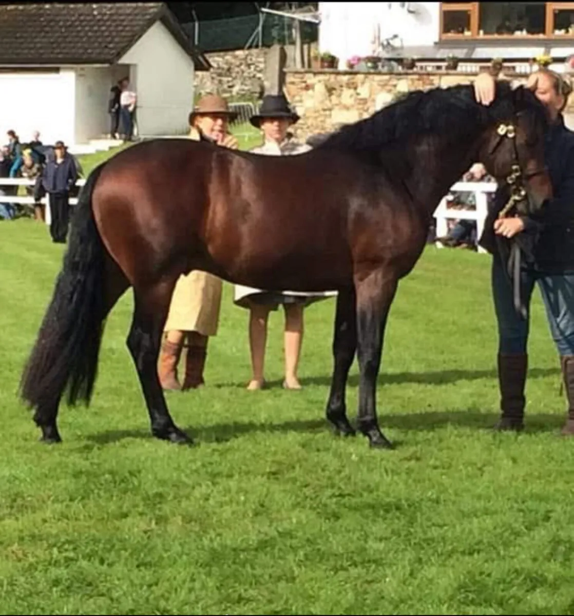 Dun  Connemara filly - Image 3