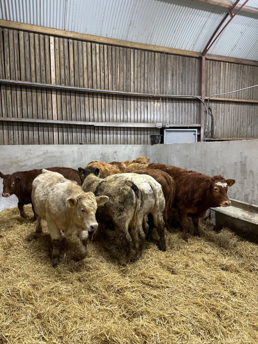 Charolais lim and blue bulls and bullocks - Image 1