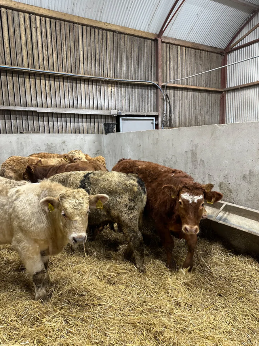 Charolais lim and blue bulls and bullocks - Image 4