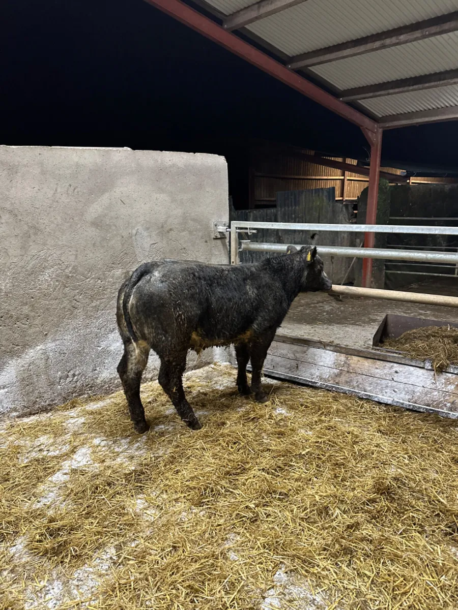 Charolais lim and blue bulls and bullocks - Image 2