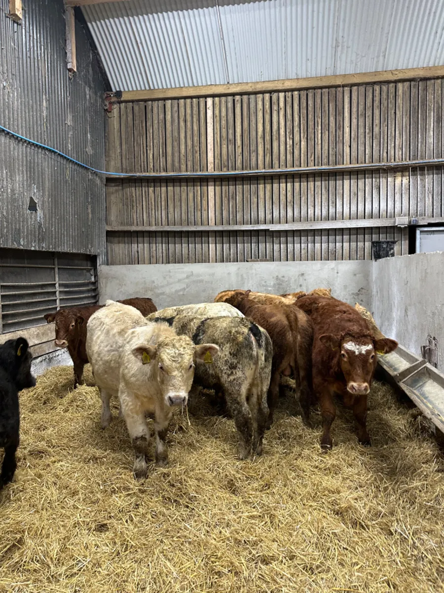Charolais lim and blue bulls and bullocks - Image 3