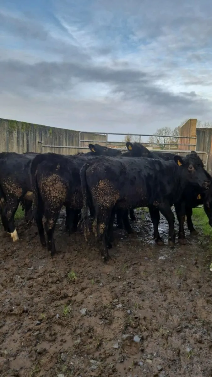 Store Heifers - Image 1