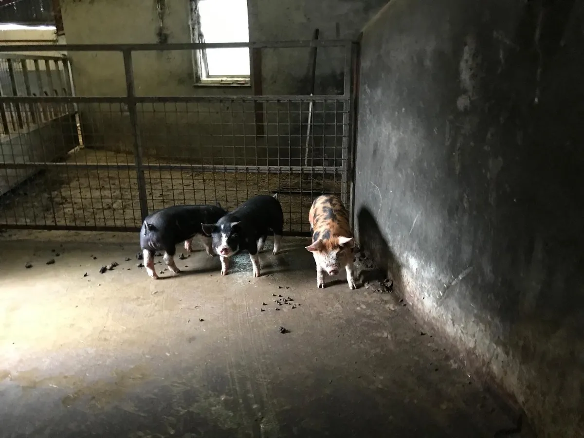 2 sows & 3 weaners - Image 1