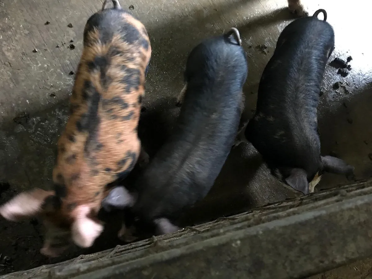 2 sows & 3 weaners - Image 2