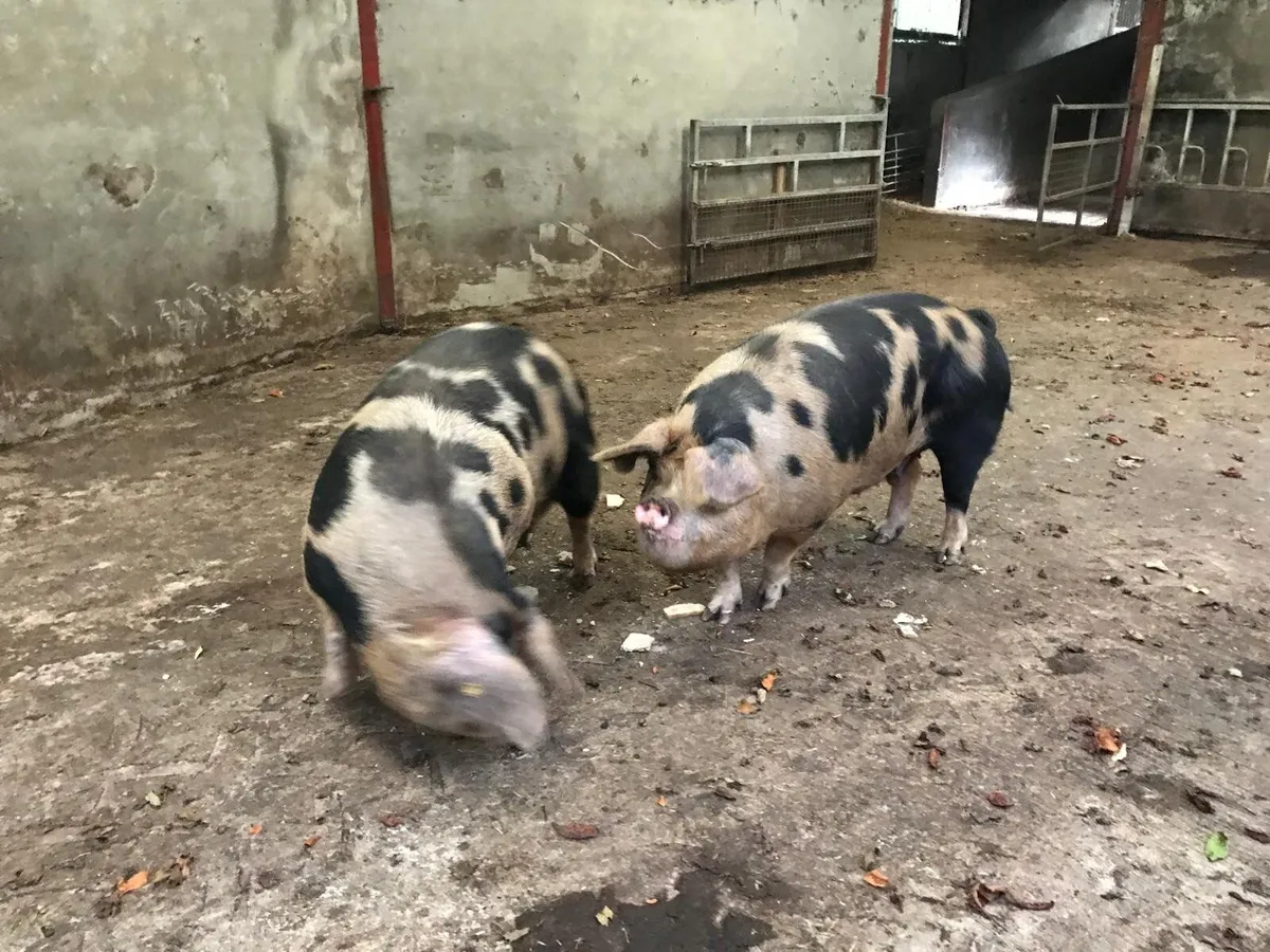 2 sows & 3 weaners - Image 3