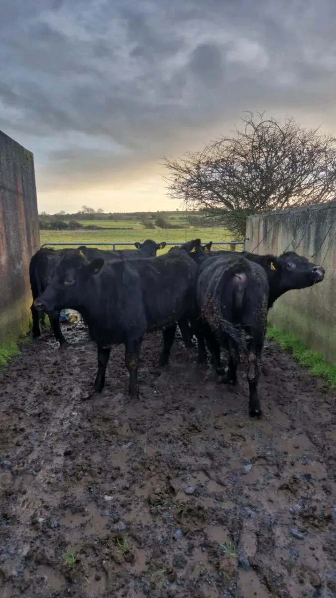Store Heifers - Image 2