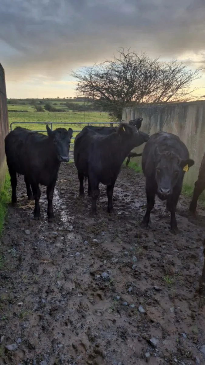 Store Heifers - Image 3