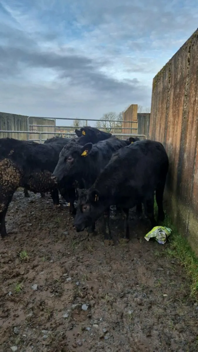 Store Heifers - Image 4