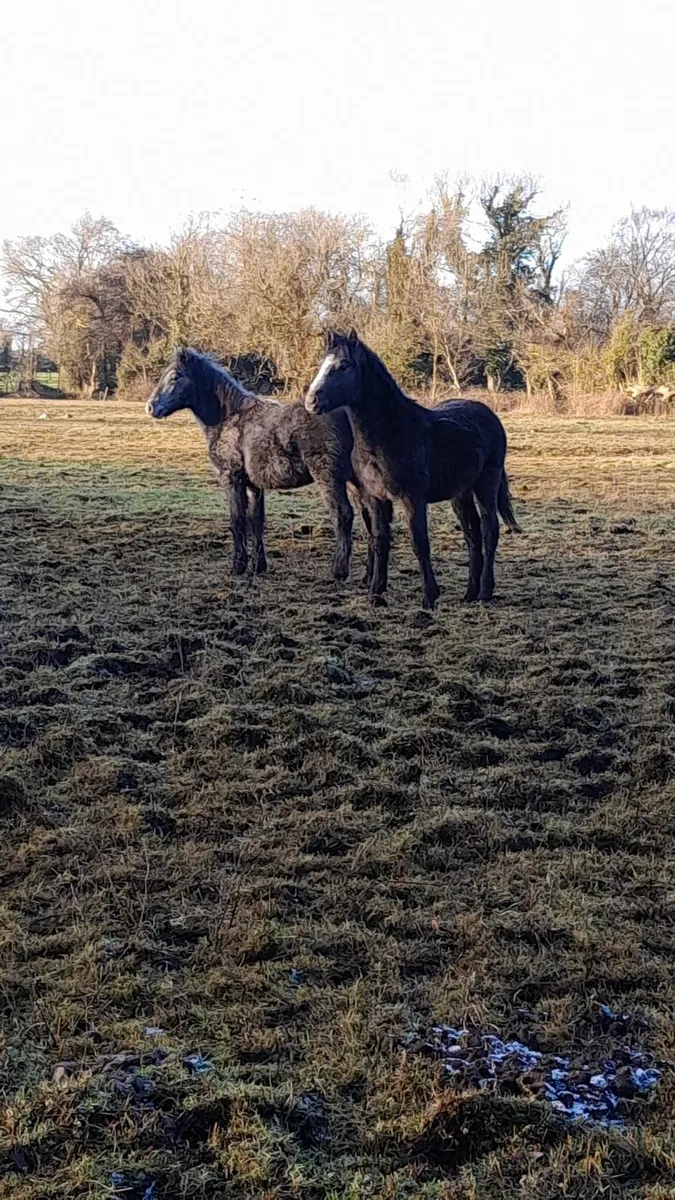 Colt foals - Image 3