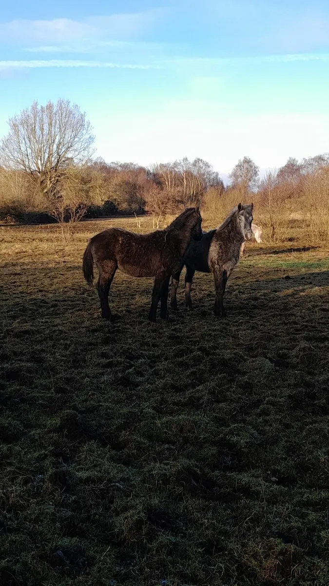 Colt foals - Image 4