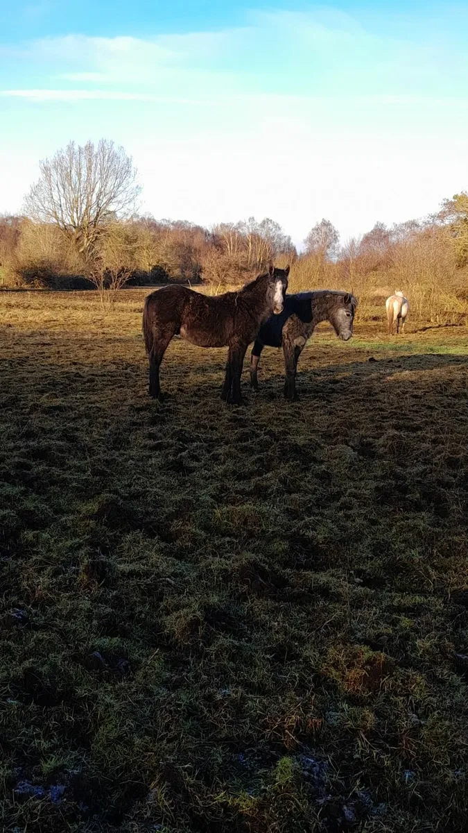 Colt foals - Image 2
