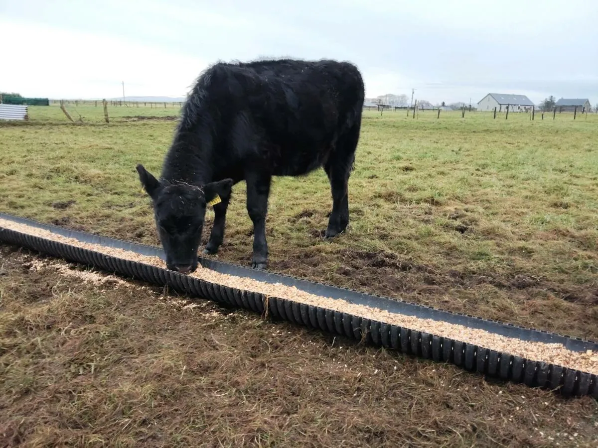 Weanling heigers - Image 1