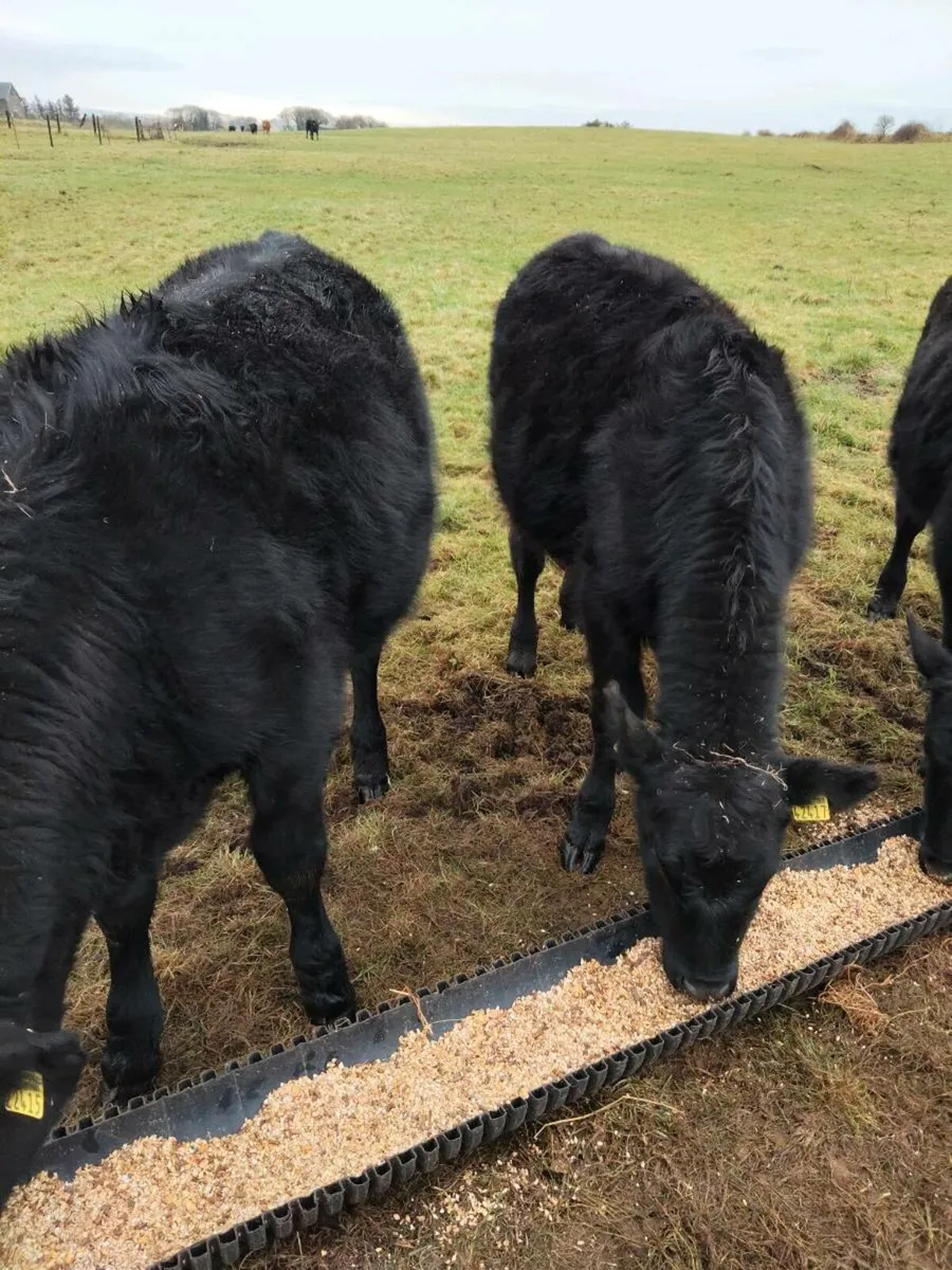 Weanling heigers - Image 2