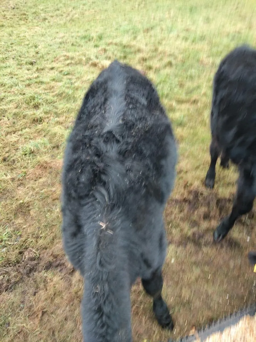 Weanling heigers - Image 3