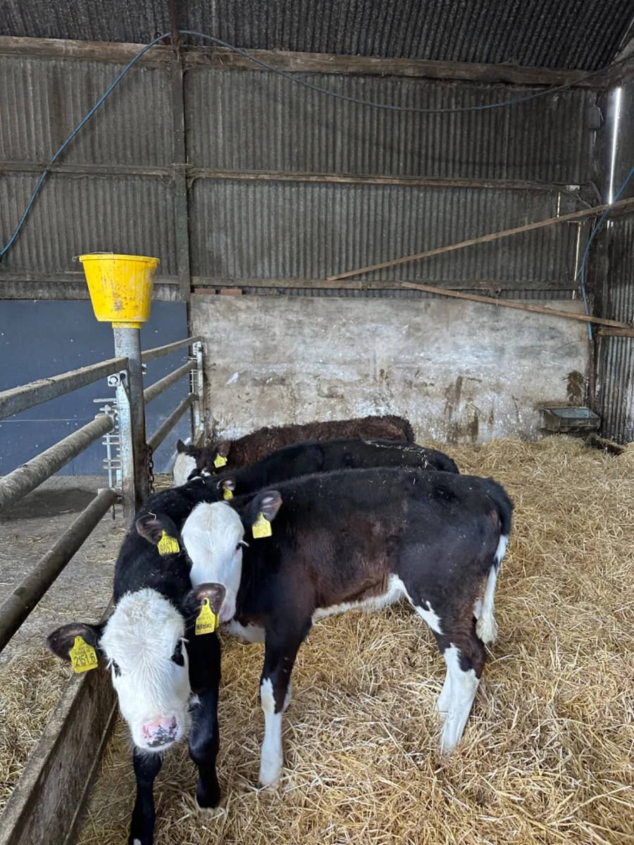 Hereford heifers - Image 2