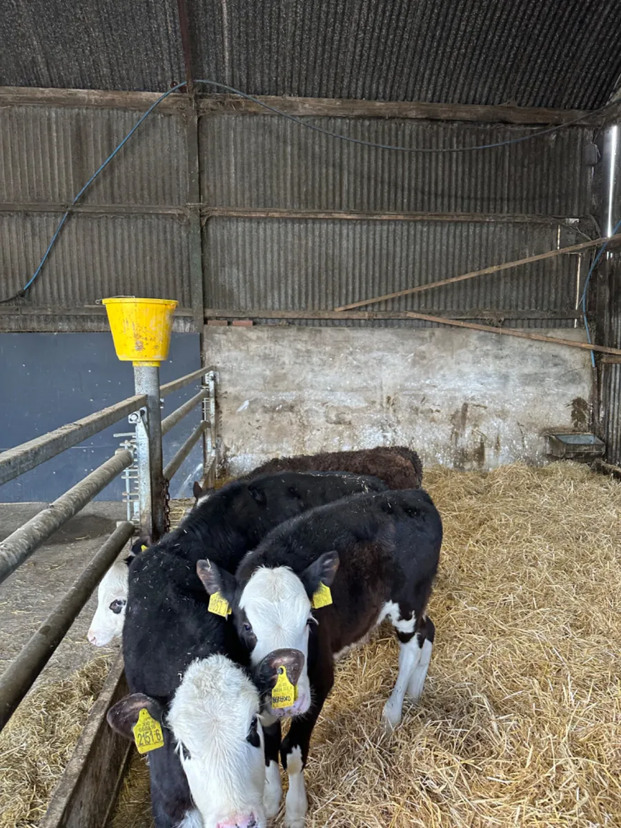 Hereford heifers - Image 4