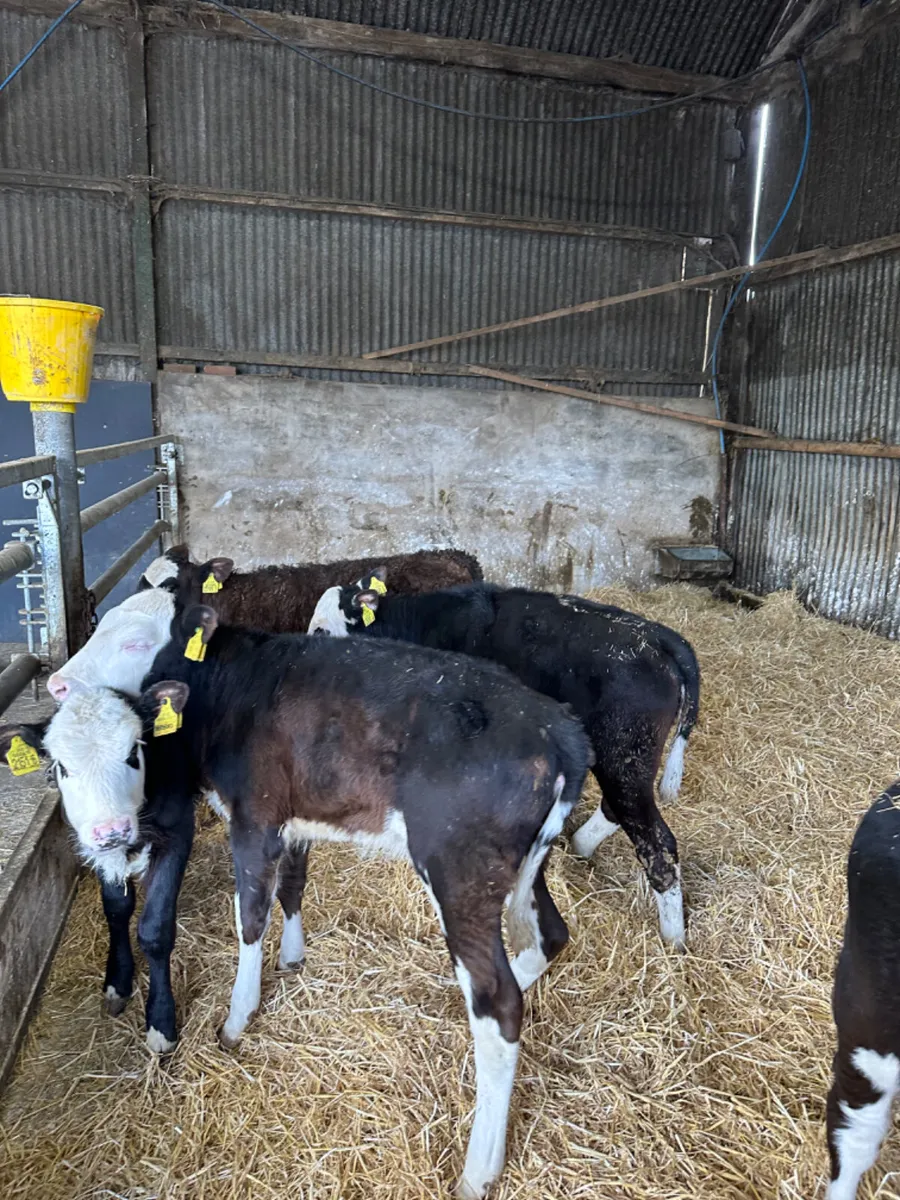 Hereford heifers - Image 1