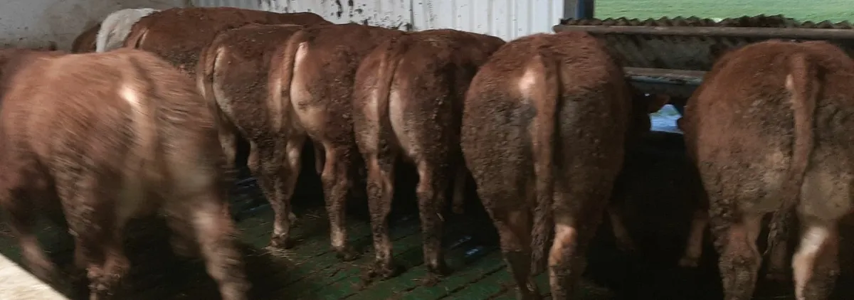 SCEP eligible Limousin Bulls - Image 3