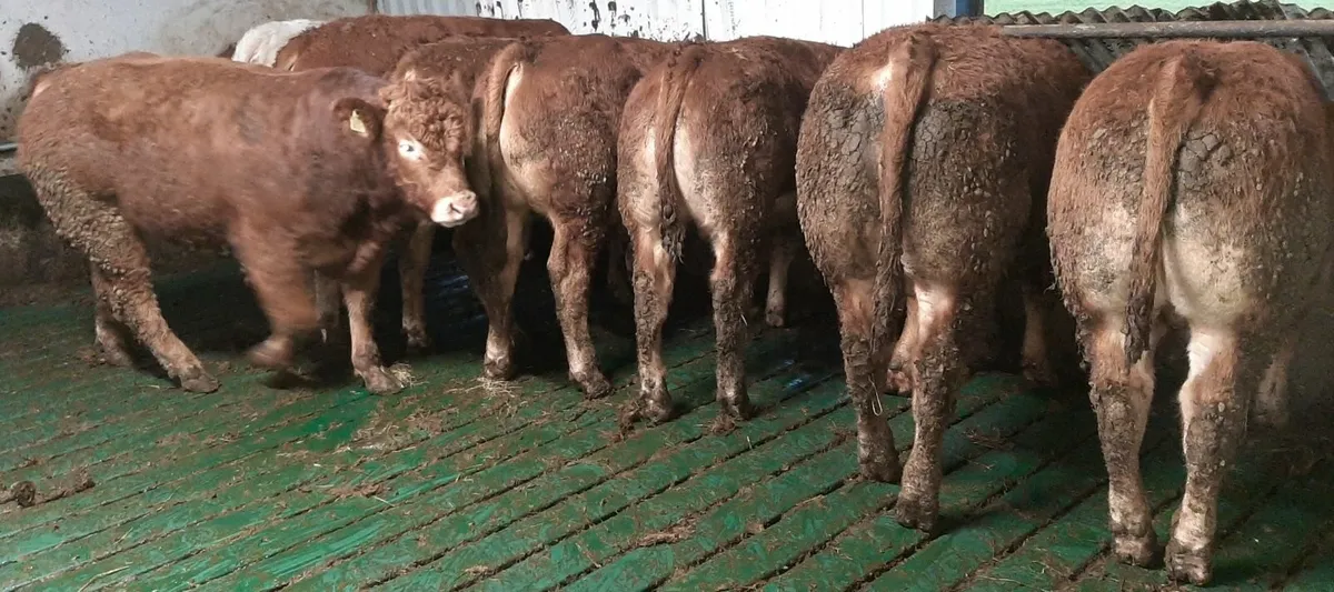 SCEP eligible Limousin Bulls - Image 4