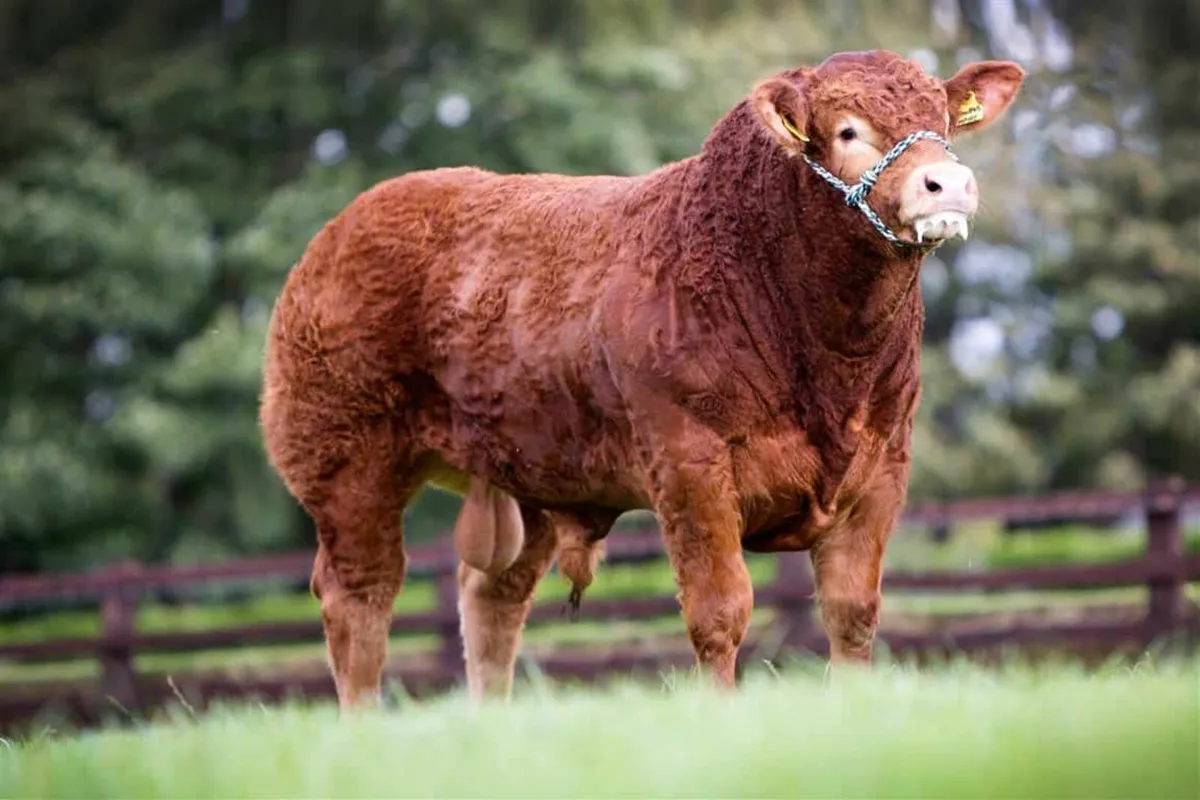 SCEP eligible Limousin Bulls - Image 1