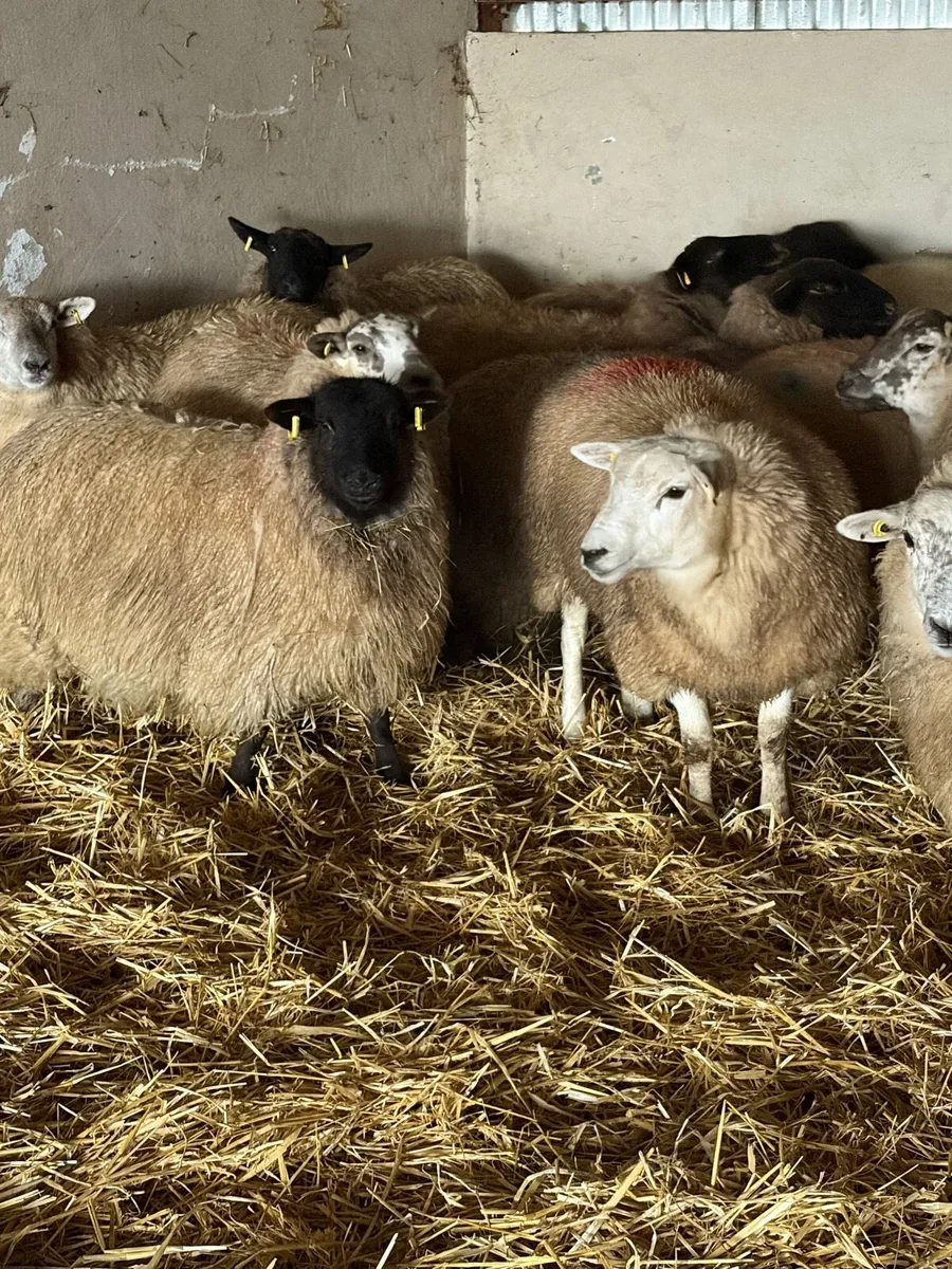 Cracking replacements - Image 2