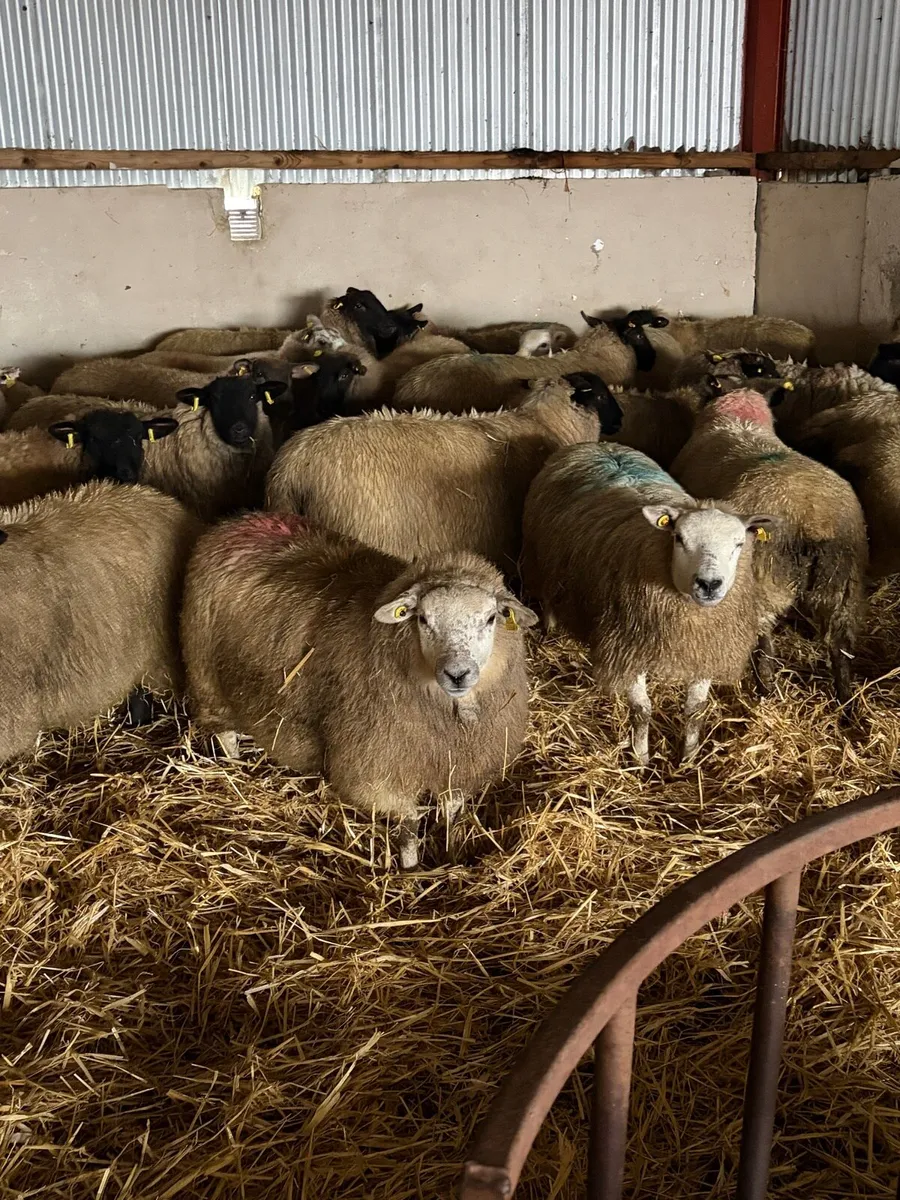 Cracking replacements - Image 4