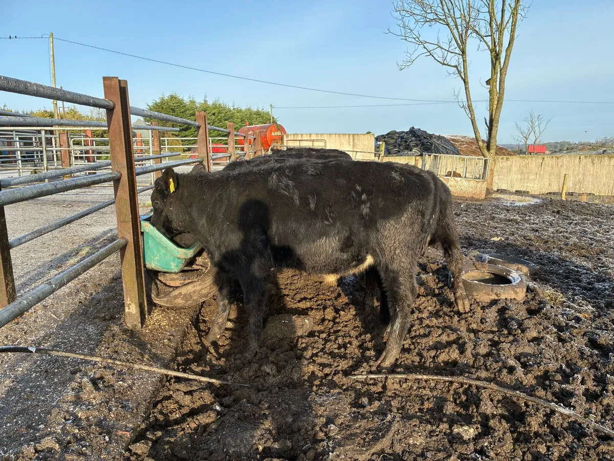 Yearly calf - Image 2