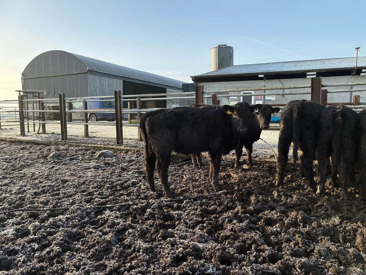 Yearly calf - Image 3