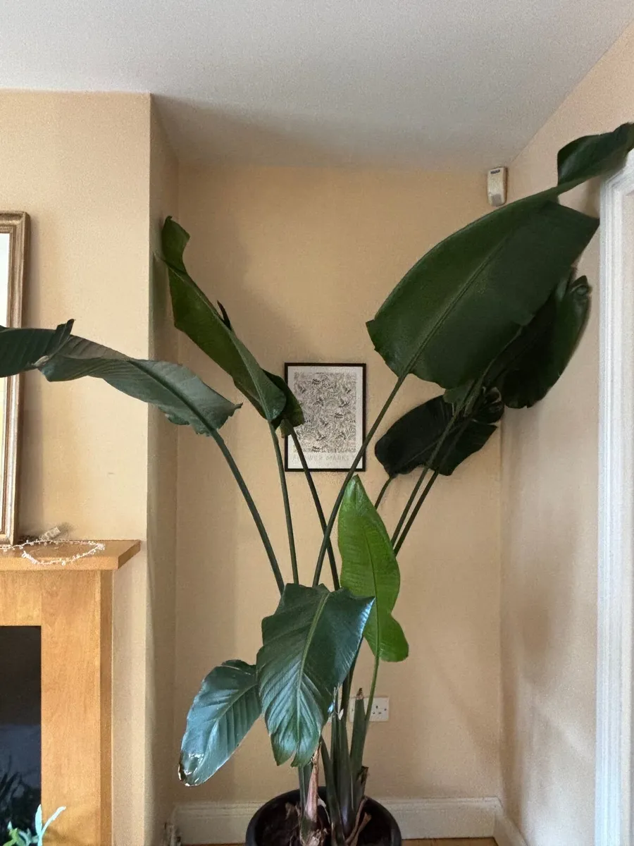 House plant Bird of Paradise