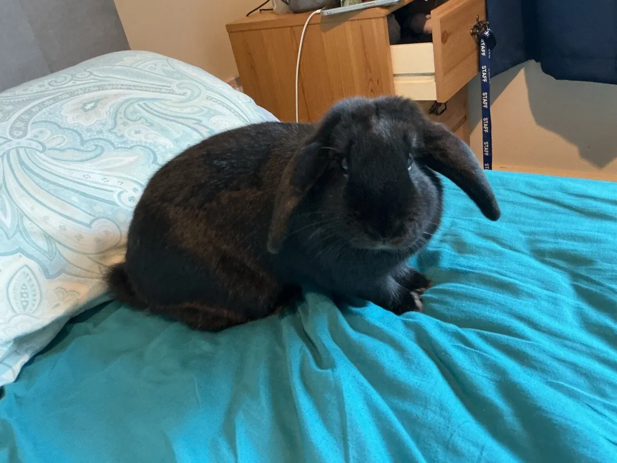 Rabbit with cage - Image 1