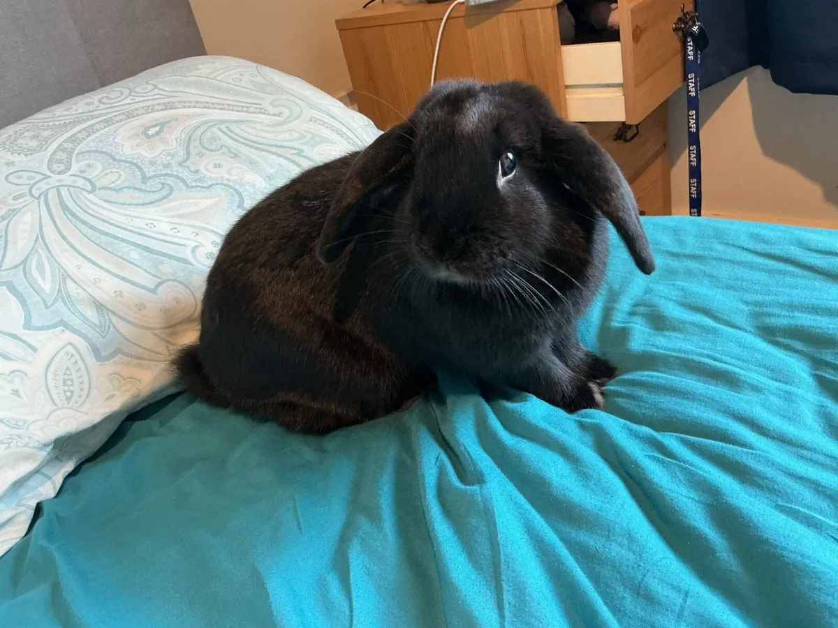 Rabbit with cage - Image 2