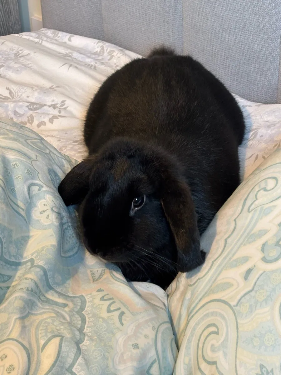 Rabbit with cage - Image 3