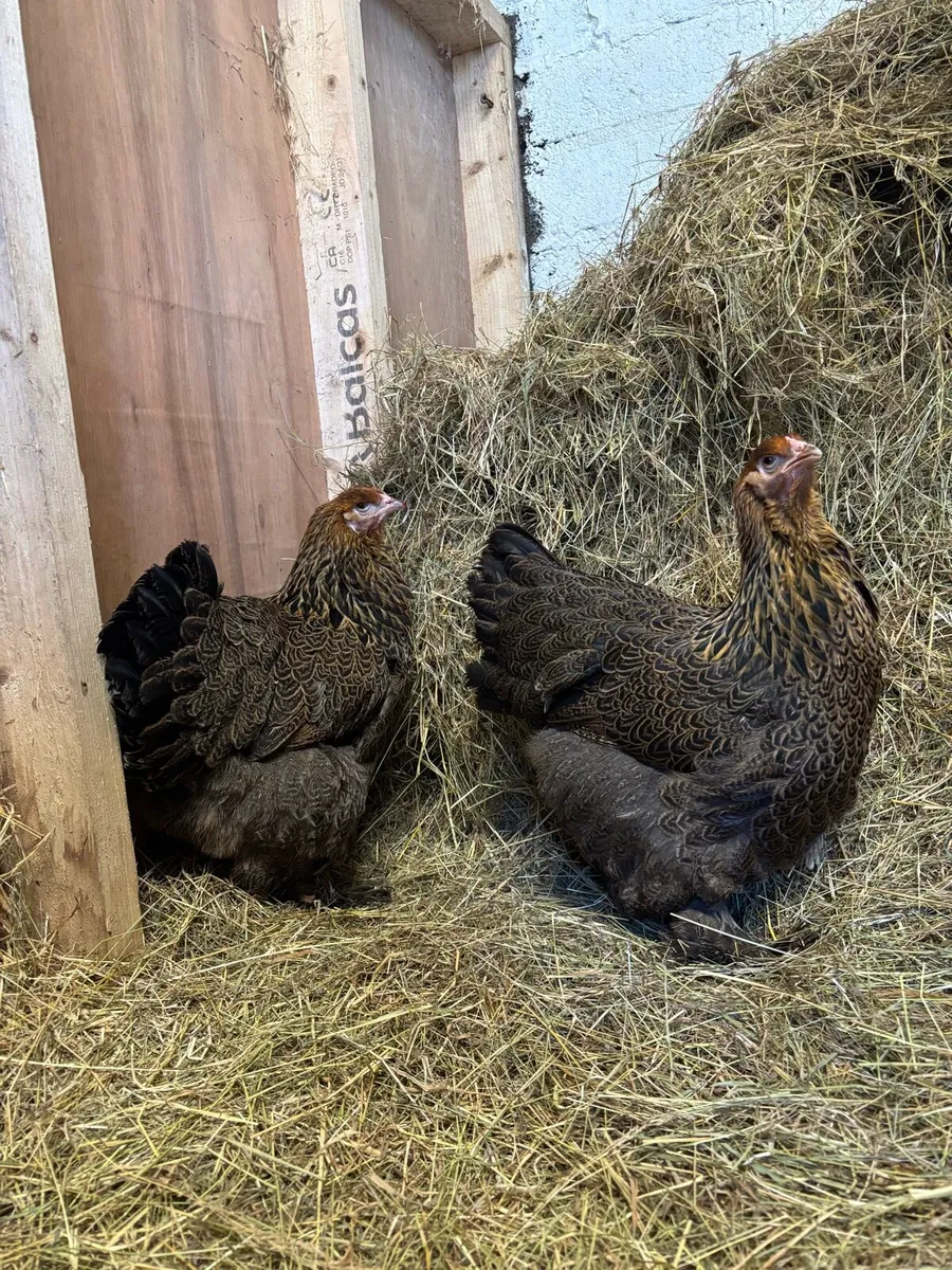 Top quality Hens and Roosters low 💰 - Image 1