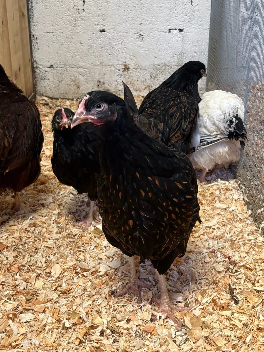 Top quality Hens and Roosters low 💰 - Image 2