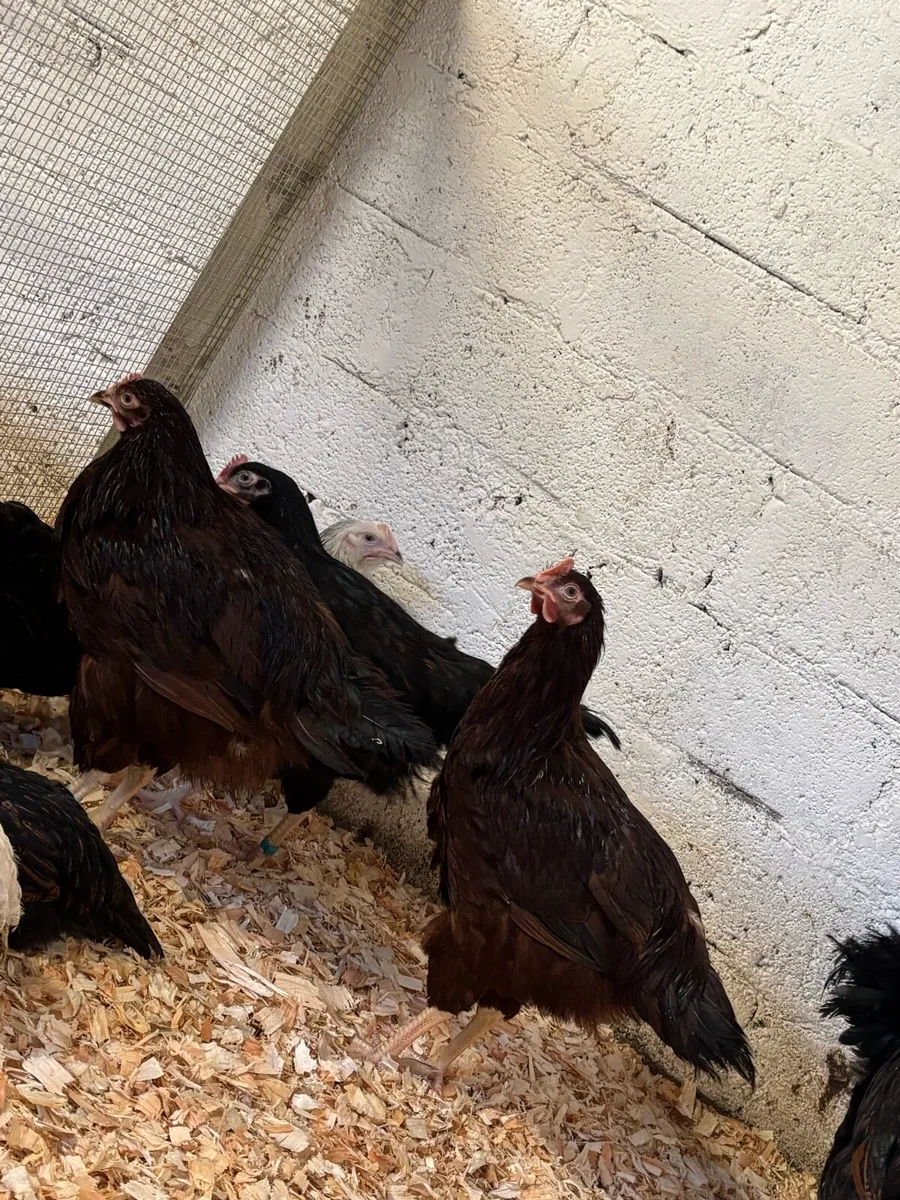 Top quality Hens and Roosters low 💰 - Image 3