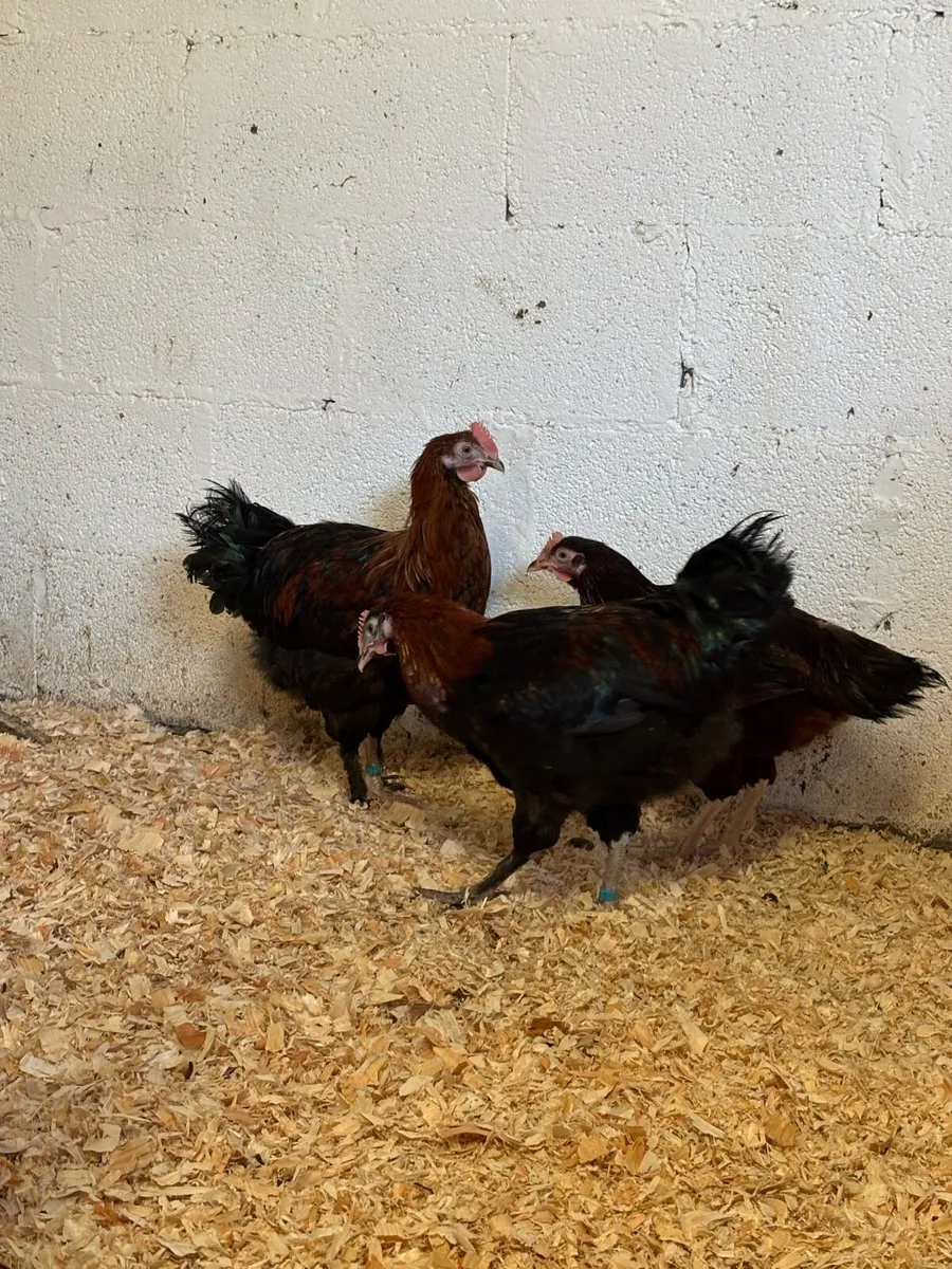 Top quality Hens and Roosters low 💰 - Image 4