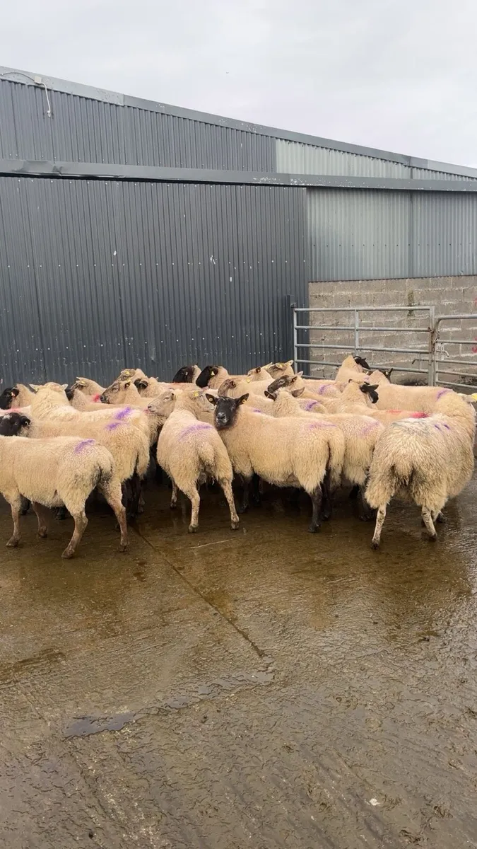 Ewes in lamb - Image 1