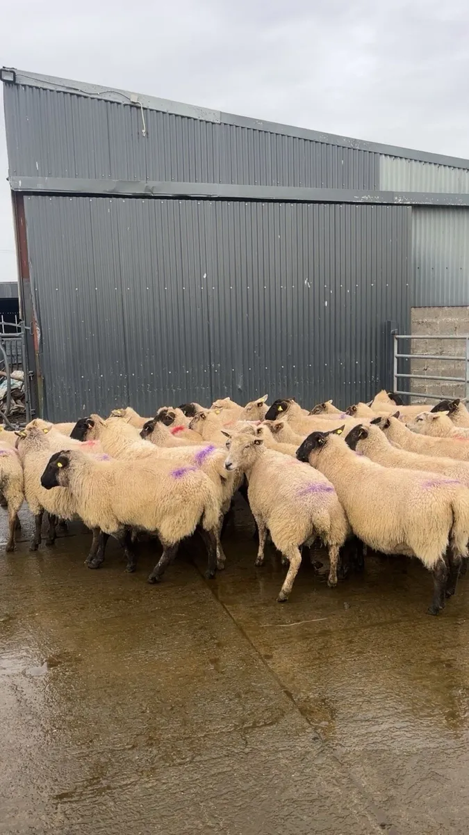 Ewes in lamb - Image 2