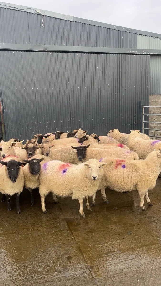 Ewes in lamb - Image 3